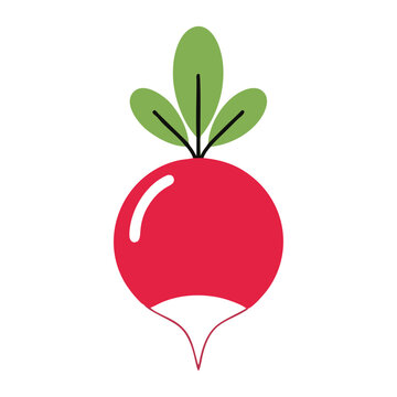 Fresh radish vegetable vector icon illustration