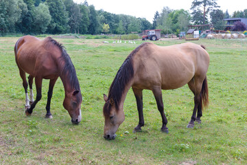 Obraz premium Grazing brown Horse on the green Pasture 