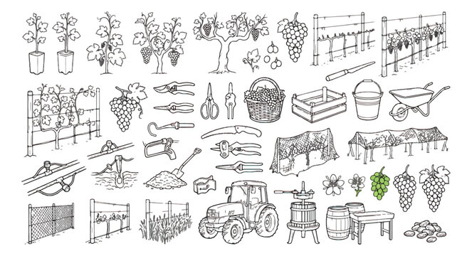 Hand-drawn vineyard icons set, rustic viticulture and winemaking sketches, black and white garden tools and grape harvest vector illustrations