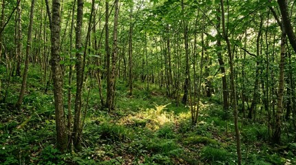 Fototapeta premium Beautiful dense green forest landscape with golden sunlight rays filtering through leaves on a bright summer day