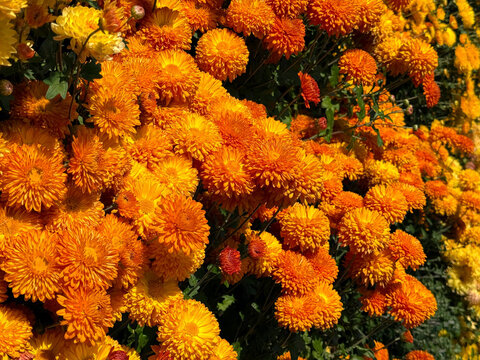 Garden mums orange chrysanthemum flowers