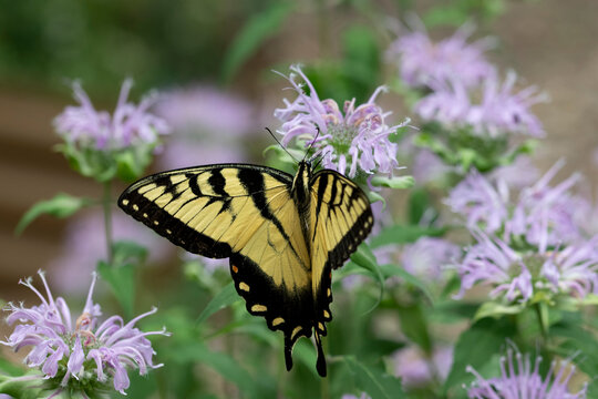 Papilio glaucus, the Eastern Tiger Swallowtail butterfly.