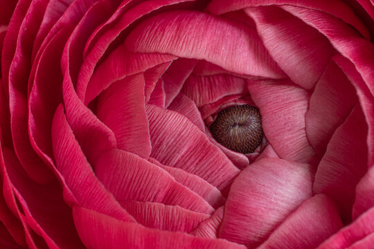 Closeup macro shot of peony flower
