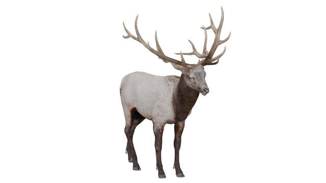 3d rendering deer model demo free with large antlers and detailed body