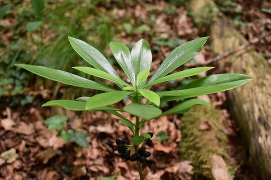 Feuillage brillant en rosette d'une Daphn&eacute; Laur&eacute;ole, Spurge-laurel (Daphne laureola) poussant dans un sous-bois