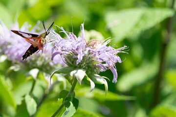 A Hemaris thysbe, Hummingbird Clearwing, hovering by a flower. © Vine.Photographic