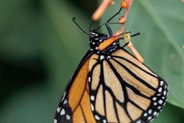 A Danaus plexippus, the Monarch butterfly, perched on a leaf. © Vine.Photographic