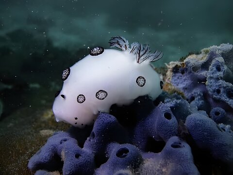 Adorable white sea bunny nudibranch Jorunna parva crawling on purple sea sponge underwater