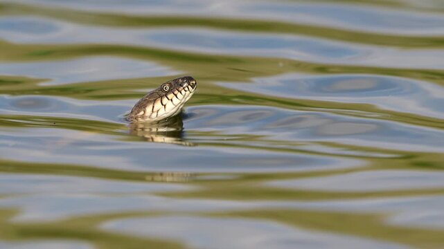 Dice Snake Swimming in Lake in Wild Nature Slow motion