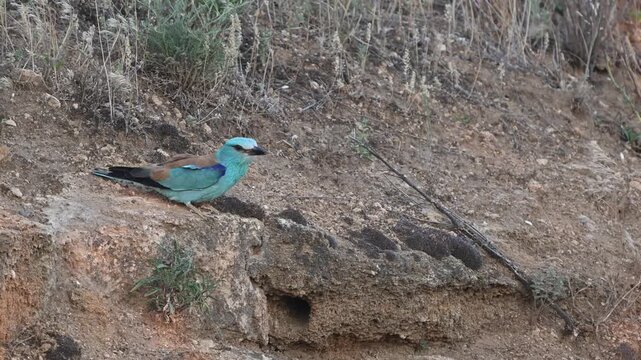 European Roller Taking Off in Wild Nature Slow Motion