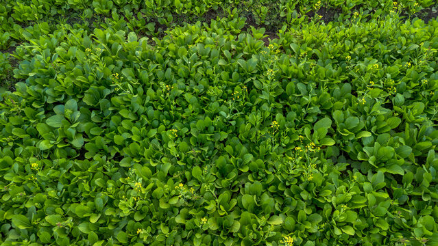 High angle view of fresh green mustard greens field with yellow flowers forming a natural background pattern