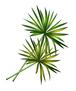 Isolated illustration of green papyrus plant leaves with long stems transparent background