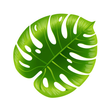 Isolated vibrant green monstera leaf illustration with deep leaf lobes for tropical design projects transparent background