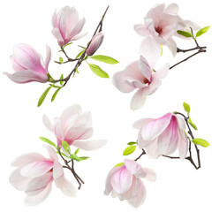 Delicate pink magnolia flowers isolated on white, set © New Africa