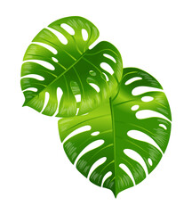 Two bright green monstera deliciosa tropical plant leaves isolated on white background transparent background © MorshedBD