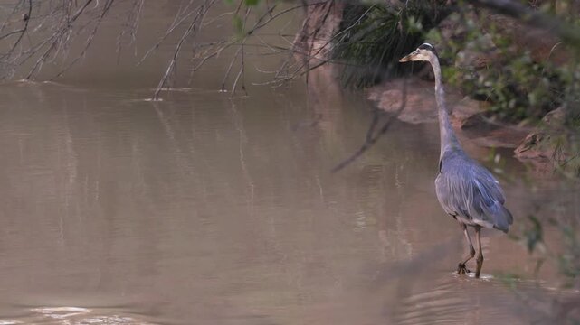 A Great Blue Heron standing in the Virgin River in Zion National Park, Utah USA is startled by something on the other side of the river and watches it intently almost taking flight a couple of times.