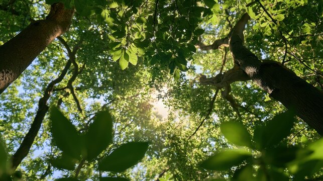 Vertical perspective of green treetops in a serene Italian woodland landscape