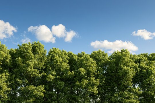 Treetop Horizon: Green Canopy Against a Bright Summer Sky