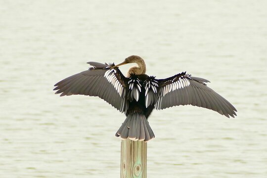 Male Anhinga, wing drying, wings spread.