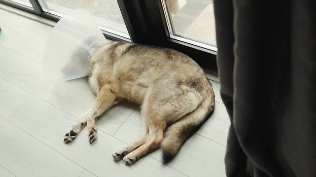 Large mixed-breed dog recovering at home after surgery, resting calmly in a protective cone.