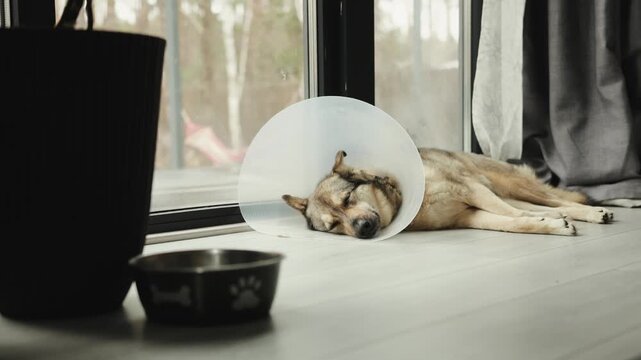 Large mixed-breed dog resting at home after surgery, wearing a protective cone quietly indoors.