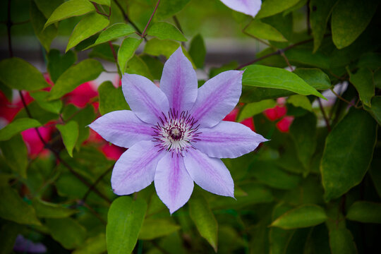violette bl&uuml;hende Clematis