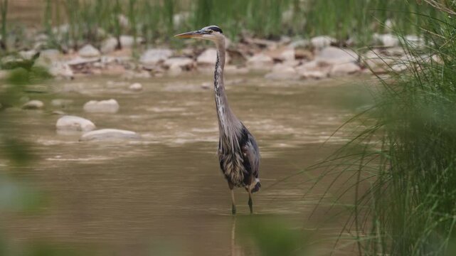 The Virgin River flows gently past a Great Blue Heron standing in the shallow muddy water only moving its head occasionally as it hunts for fish in Zion NP Utah USA. 