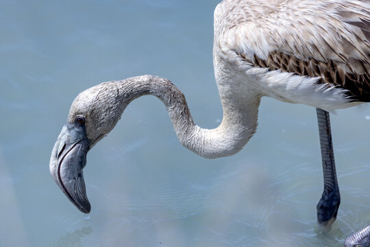 A close-up of a flamingo in the waters of the Salinas de San Pedro del Pinatar, Region of Murcia, Spain