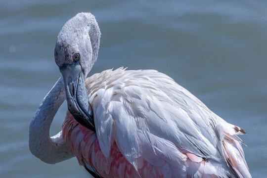 A close-up of a flamingo in the waters of the Salinas de San Pedro del Pinatar, Region of Murcia, Spain