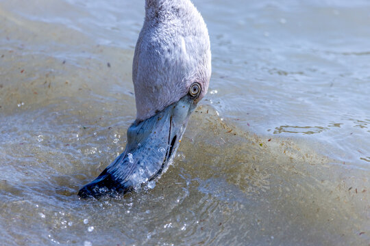 A close-up of a flamingo in the waters of the Salinas de San Pedro del Pinatar, Region of Murcia, Spain