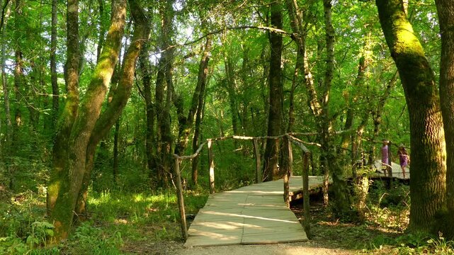 Little girls walk on wooden walkways in a beautiful green park.