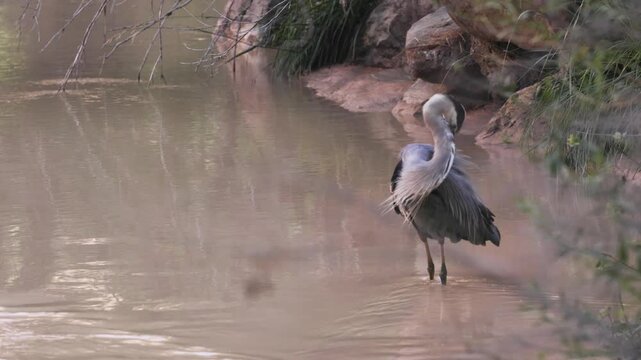 A Great Blue Heron preens its feathers while standing in the shallow muddy waters of the Virgin River in Zion National Park, Utah USA then it looks up and watches something to the left.