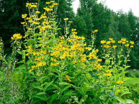 Elecampane, Horse-heal, Inula helenium, tall medicinal, perennial herb growing in a garden and blooming with bright yellow sunflower-like blossoms, forest trees on a background