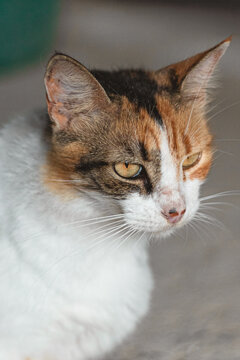 RETRATO DE UNA FELINA