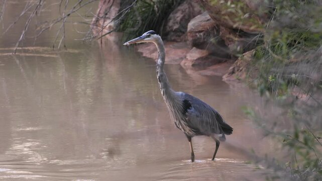 4k slow motion video of a Great Blue Heron in the Virgin River Zion NP UT USA just before it dips down, spreads its wings and flies away leaving a couple of feathers floating down in its wake.
