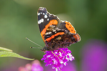 Red admiral butterfly feeding on a purple flower © Marko