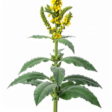 Verbascum thapsus Common Mullein isolated on white 