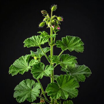Pelargonium graveolens Rose Geranium