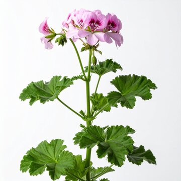 Pelargonium graveolens Rose Geranium