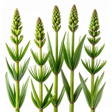Equisetum arvense Field Horsetail isolated 