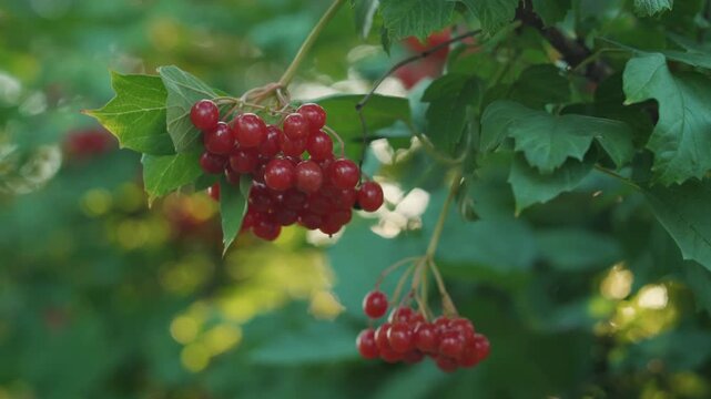 Clusters of ripe red berries viburnum dangle from green leaves on a bush, highlighting the vibrant colors and textures of the garden setting with soft-focus foliage in the background