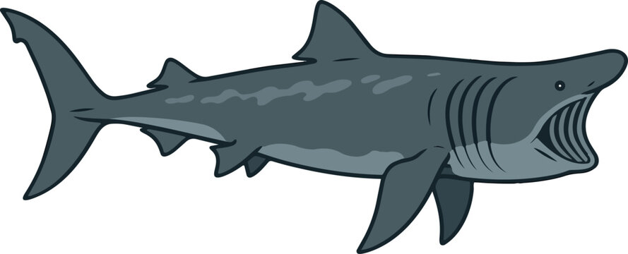 Basking shark side view illustration 