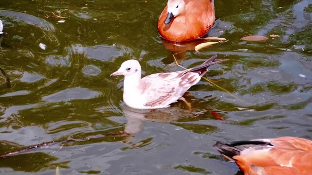 Young gull and ruddy shelduck swimming in park pond water with reflections on sunny day