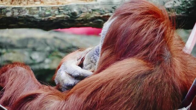 Close-up of a resting Bornean orangutan with thick reddish brown fur lying down
