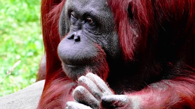 Close Up Portrait of an Orangutan Resting with Clasped Hands and Expressive Face