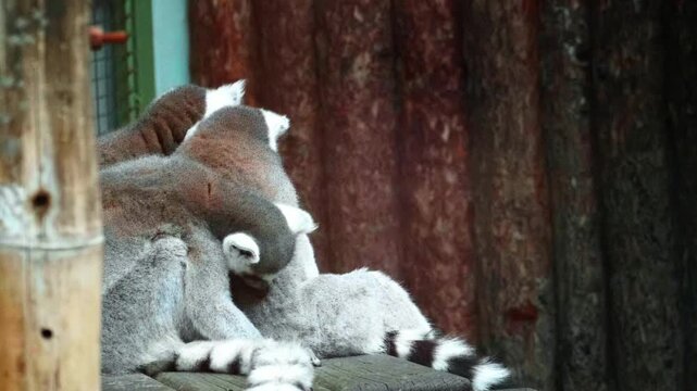 Ring-tailed lemurs cuddling and resting together on a wooden platform in zoo enclosure