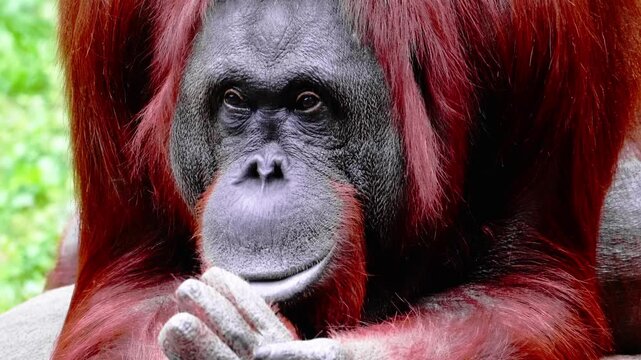 Close Up Portrait of an Orangutan Resting Hands Under Chin with Expressive Eyes in Nature Environment