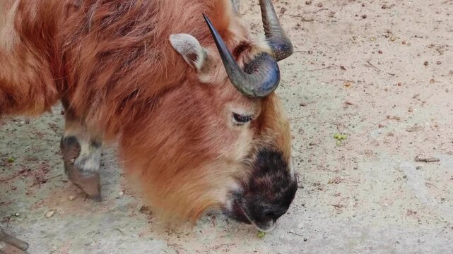 Sichuan Takin Sniffing the Ground, Close-Up Shot of Rare Horned Mammal in Zoo Enclosure
