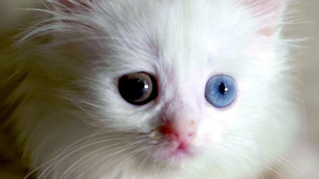Close up of a cute white kitten with heterochromia odd eyes looking at camera