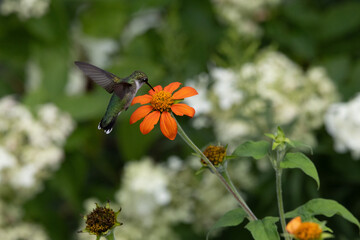 Hummingbird Hovering and Feeding at Bright Orange Flower © Christine Donnelly
